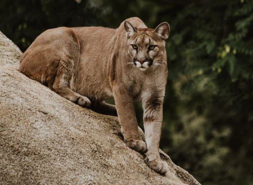 Cougars in Lynn Valley North Vancouver