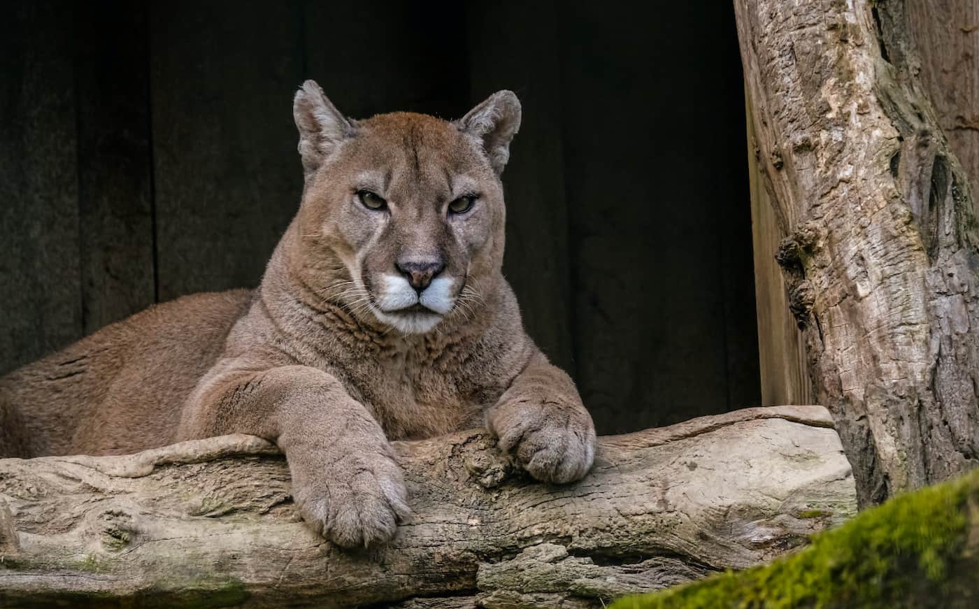 cougar seen on Grouse Mountain resort