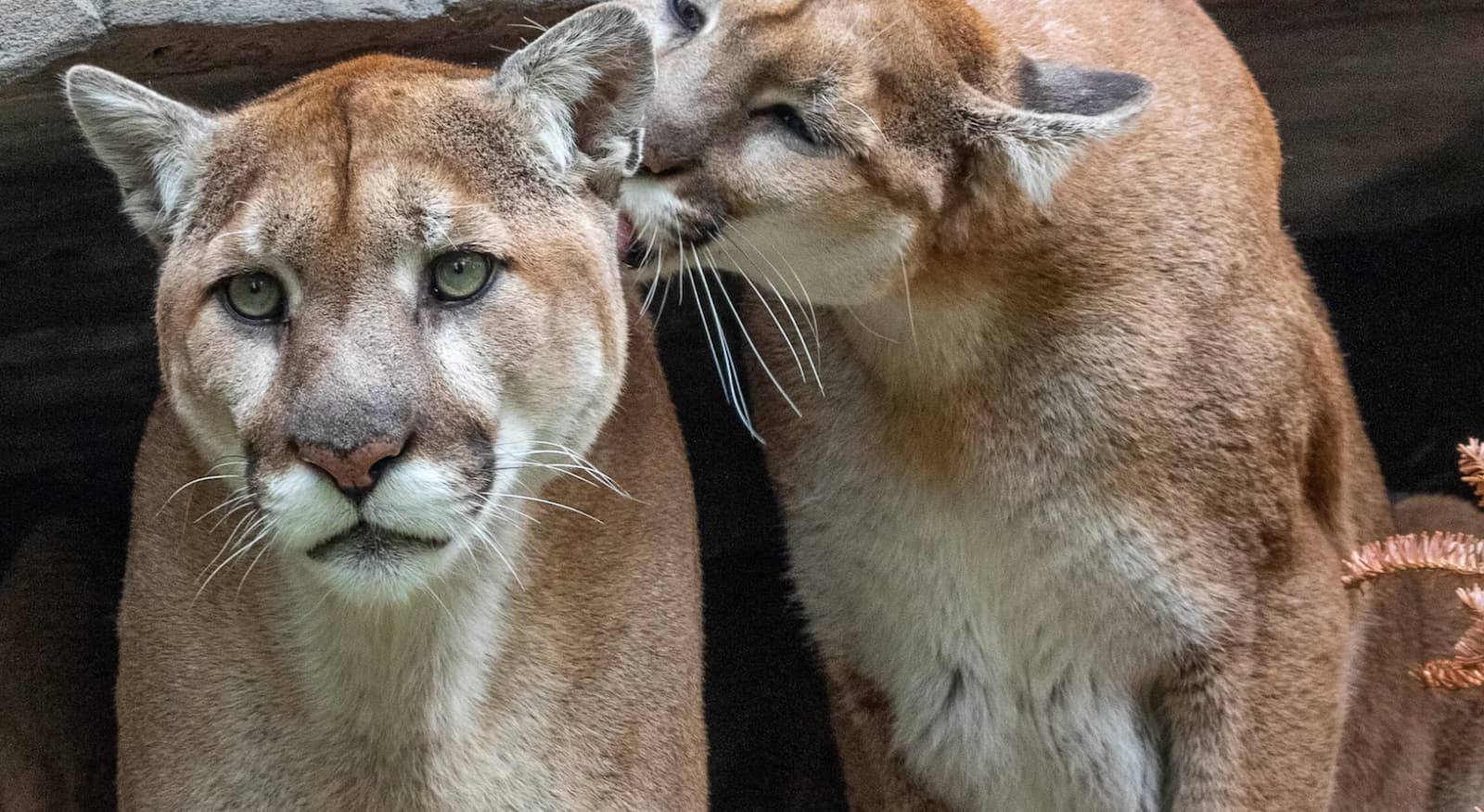 two cougars