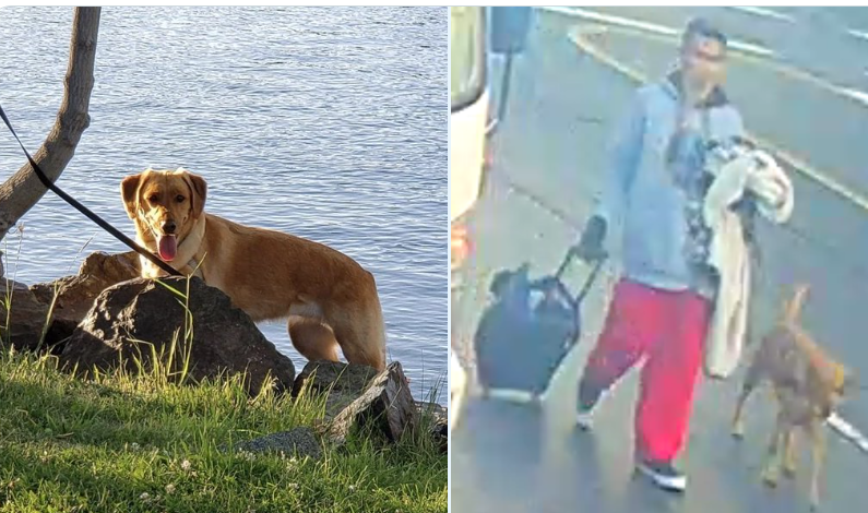 Amber, stolen dog.