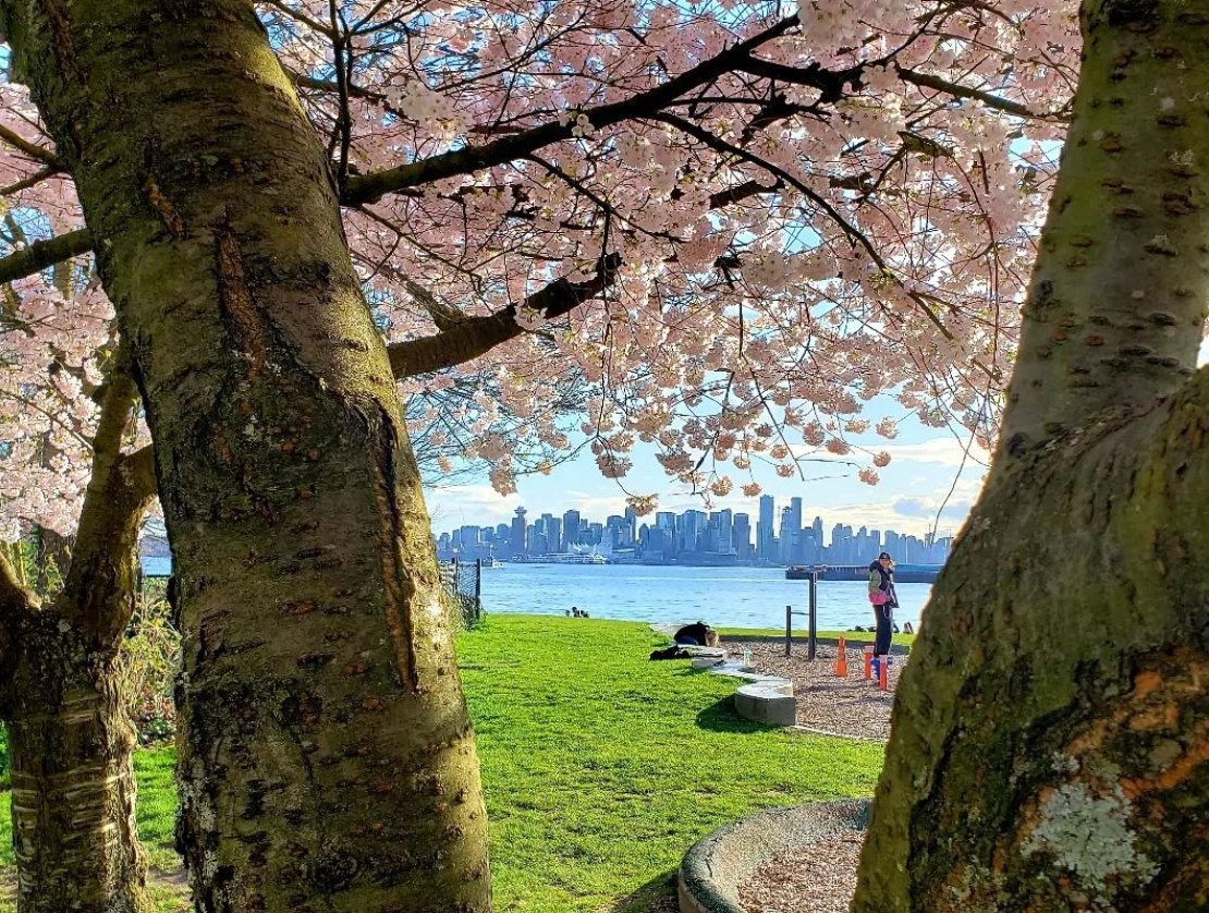 Cherry blooms in North Vancouver.