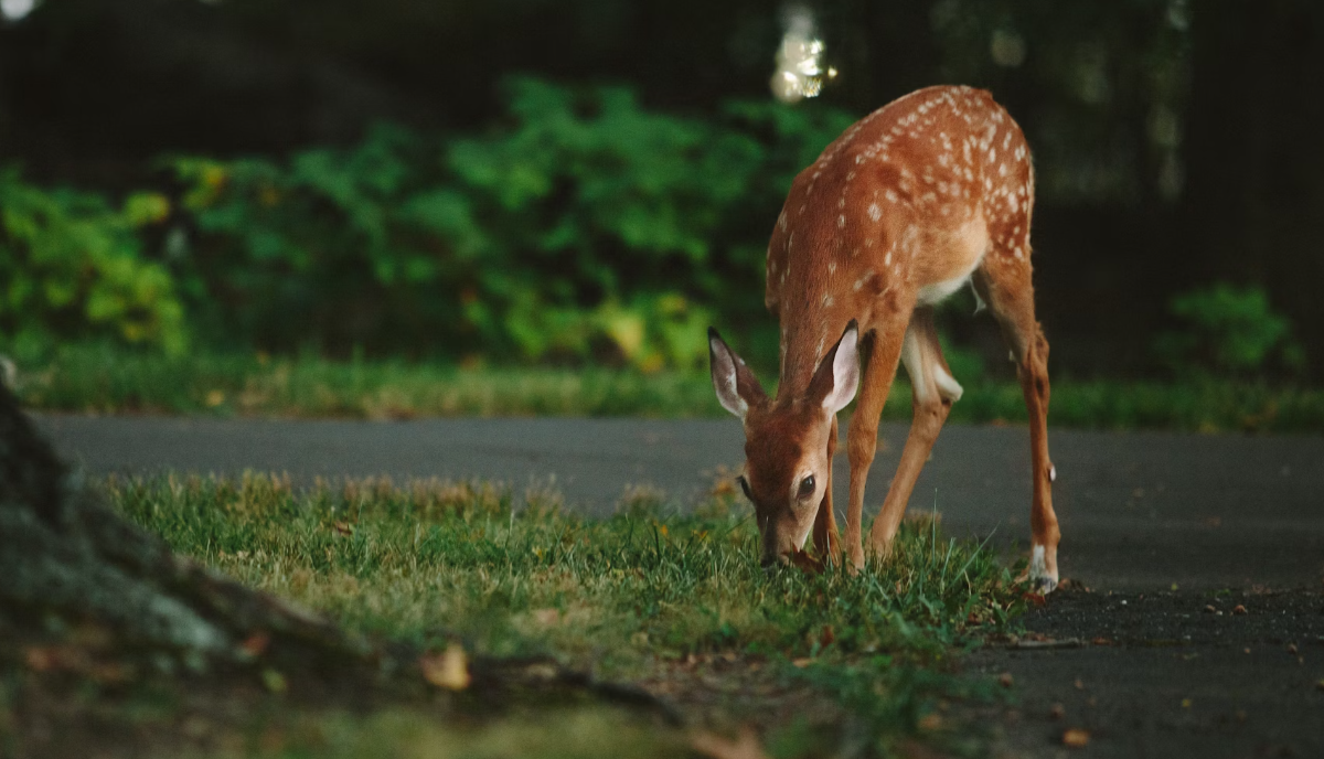 deer on road