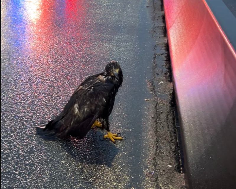 Injured eagle
